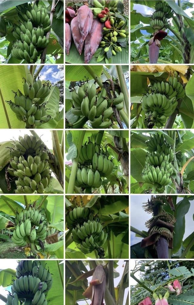 ขายที่ดินทำเลทอง! หมู่บ้านช่างทอง ต.สุเทพ อ.เมืองเชียงใหม่ ใกล้มหาวิทยาลัยเชียงใหม่ (หลัง มช.) 7