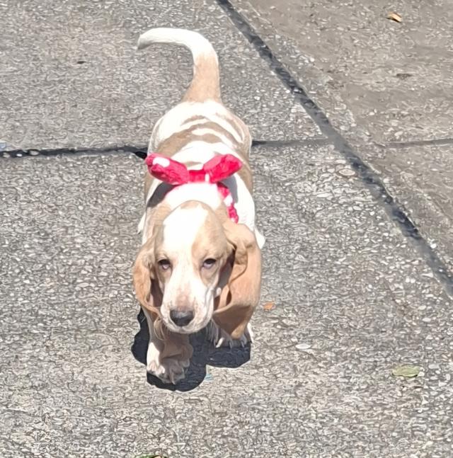 บาสเซ็ตฮาว์ดใบเพ็ดสมาคมพัฒนาพันธุ์สุนัข 20