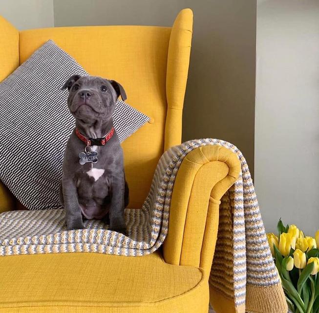 Staffordshire Bull Terrier Puppies