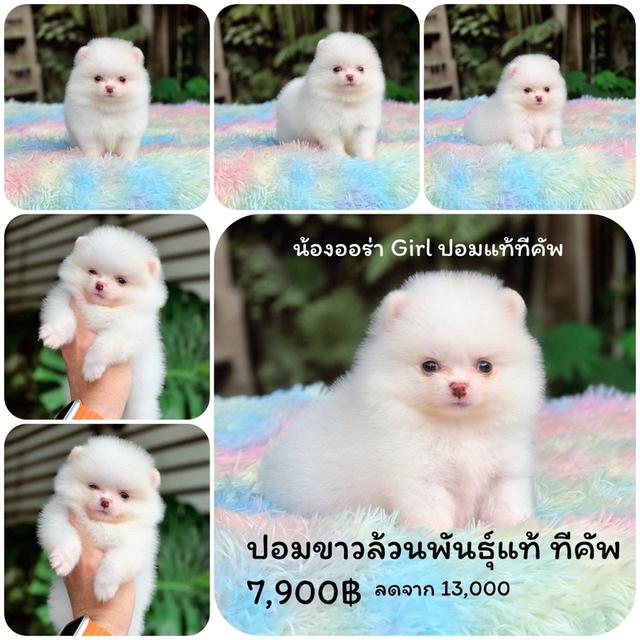 ปอมเมอเรเนียนแท้ ทีคัพ สีขาวเพศเมีย