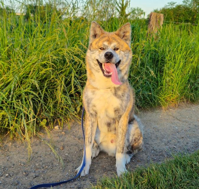 ขายพ่อพันธุ์ Dog Akita ลายเสือหายาก