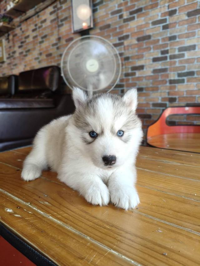 ไซบีเรียนฮัสกี้แท้ 2เดือน ผู้หญิงไม่ดื้อ