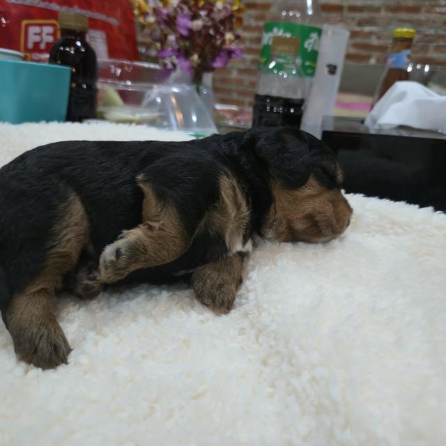 สุนัขบีเกิ้ลผสมพุดเดิ้ล 3