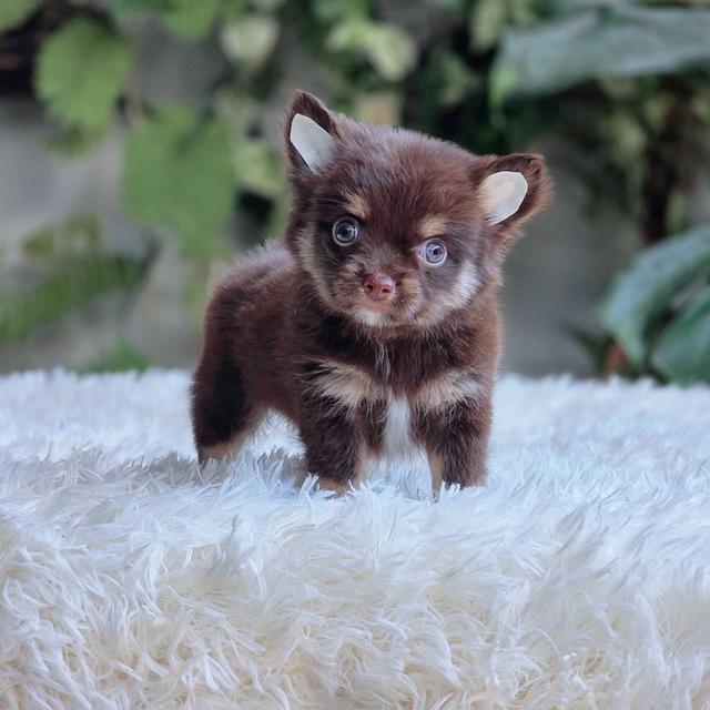 ชิวาวาแท้ขนยาว สีช็อค เพศผู้ 5