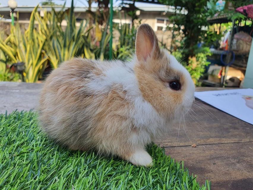 หาบ้าน Netherland Dwarf 1