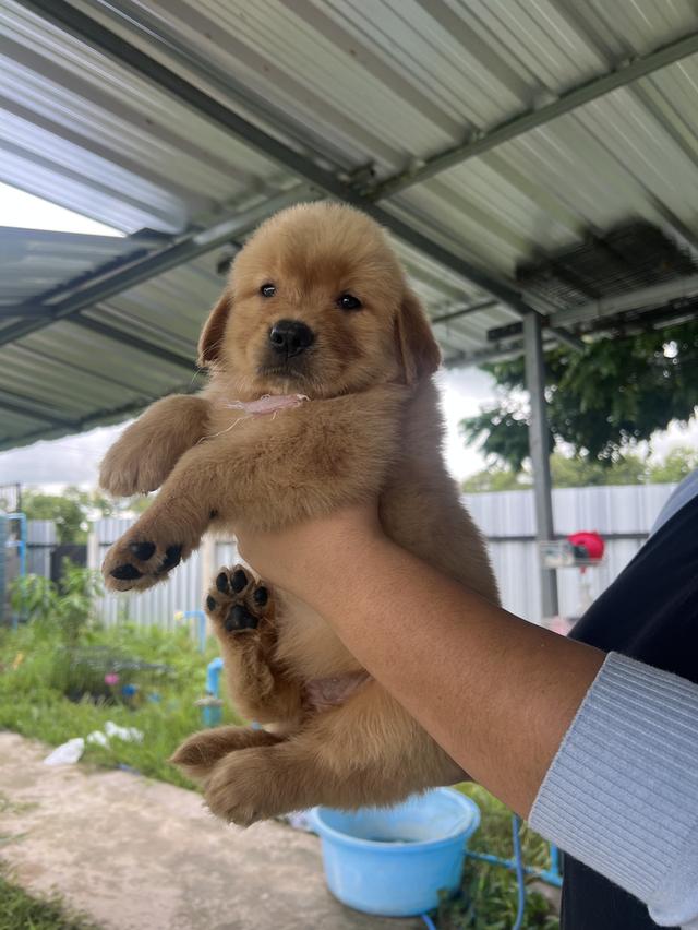 ลูกสุนัขโกเด้น รีทรีพเวอร์