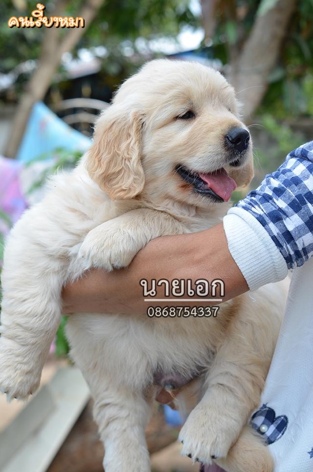 ขายลูกโกลเด้นแท้ ลูกโกลเด้นรีทรีฟเวอร์ พร้อมส่งลูกค้า กรุงเทพฯ นนทบุรี ปทุมธานี สมุทรปราการ ชลบุรี ระยอง โคราช สระบุรี ฉะเชิงเทรา นครนายก ฯลฯ รูปย่อยที่ 2