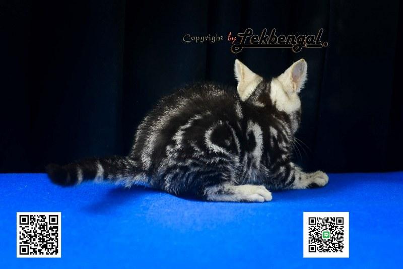 ขายลูกแมวสวยและน่ารักเพศเมีย (หุ่นกระปุกหมู) อเมริกันชอตแฮร์ รูปที่ 5