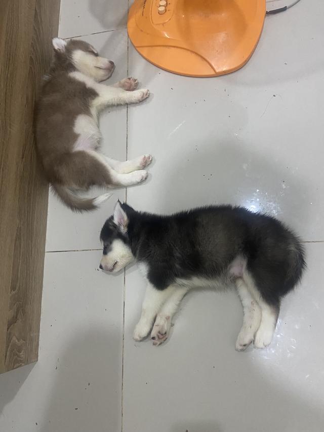 ลูกสุนัขไซบีเรียนเดือนครึ่งพร้อมย้าย
