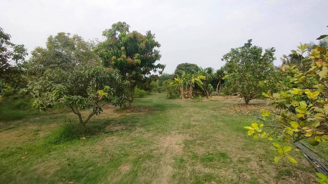 บ้านพร้อมที่ดินแปลงใหญ่ 8