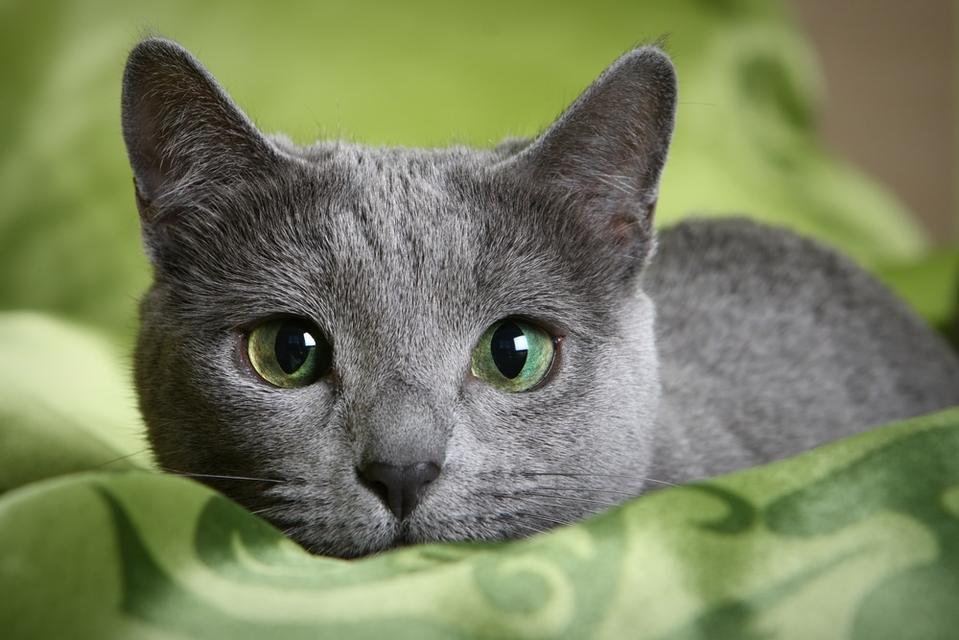 Russian Blue รัสเซี่ยนบลู