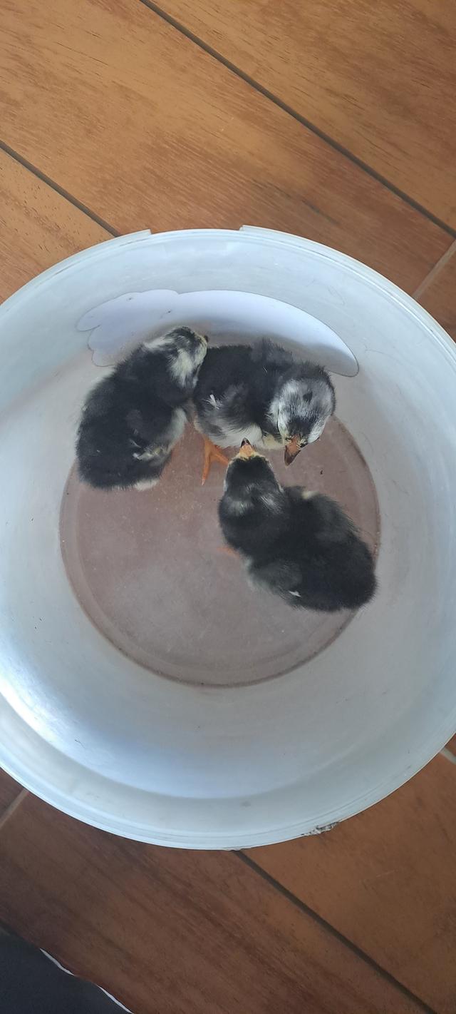 แบ่งสายพันธุ์ ลูกไก่ชน เหล่าพ่อแม่เงินล้าน รูปที่ 10
