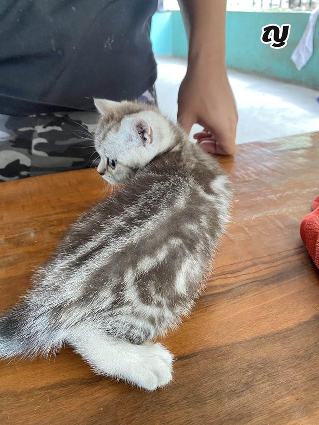 ลูกแมวสก็อตติช โฟลด์ แท้ อายุ 2 เดือน