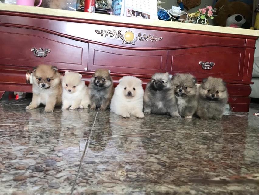 ลูกปอมแท้ มีบริการจัดส่งทั่วประเทศ รูปที่ 18