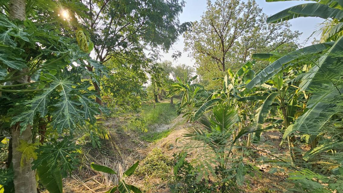 ขายที่ดิน1ไร่ ตำบลไทรม้า 4