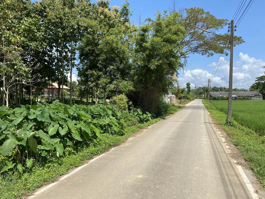 ที่ดินใกล้เส้นทางรถไฟความเร็วสูงสายใหม่เด่นชัยเชียงของพร้อมต้นสักอายุ 15-20 ปี 5