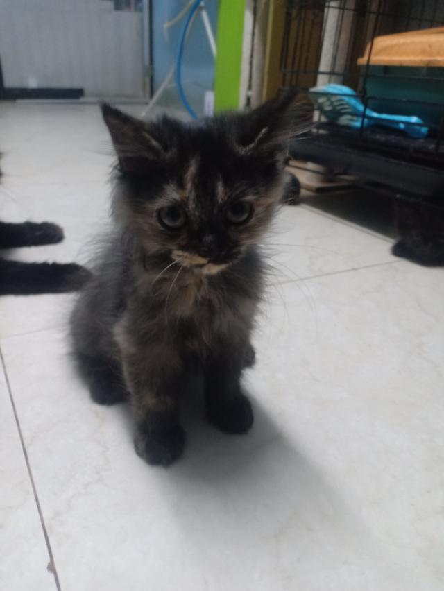 ลูกแมวเปอร์เซีย กทม บางแค รูปที่ 5