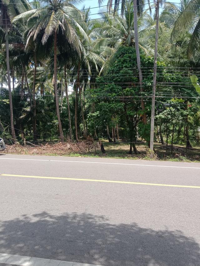 ขายที่ดินเลียบชายทะเลบางน้ำจืด อ.หลังสวน จ.ชุมพร 3