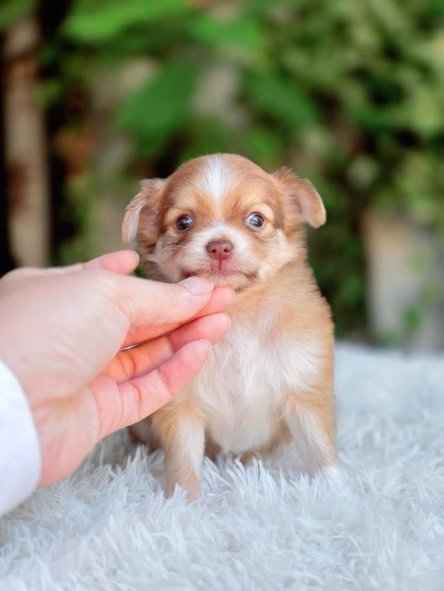 ชิวาวาแท้ ขนยาว พิกัดรามอินทรา รูปที่ 3