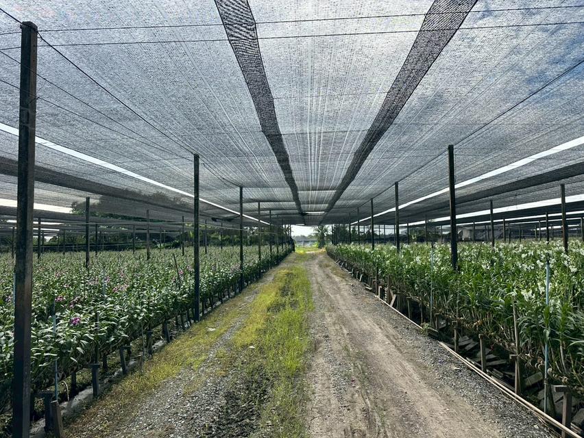 ขายที่ดิน อ.บางเลน เนื้อที่ 45ไร่ 1งาน 176ตร.ว พร้อมสวนกล้วยไม้ 4