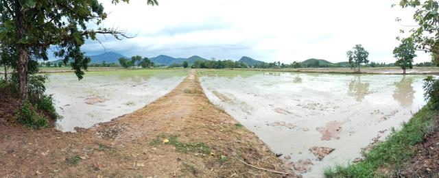 ที่ดิน,ที่นา อ.คีรีมาศ จ.สุโขทัย 4