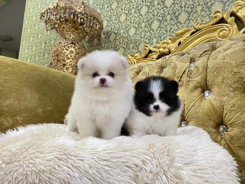 ลูกปอมแท้ อายุ2เดือน พร้อมย้ายบ้าน มีหลายตัว