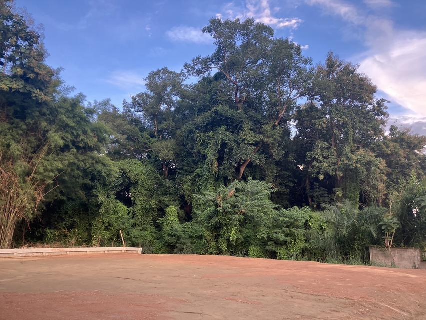 ที่ดินสำหรับสร้างบ้านหลังเกษียณในฝัน! ราคา 3 ล้านบาท (145 ตารางวา) ใกล้เมืองเชียงใหม่เพียง 9 กม. 2