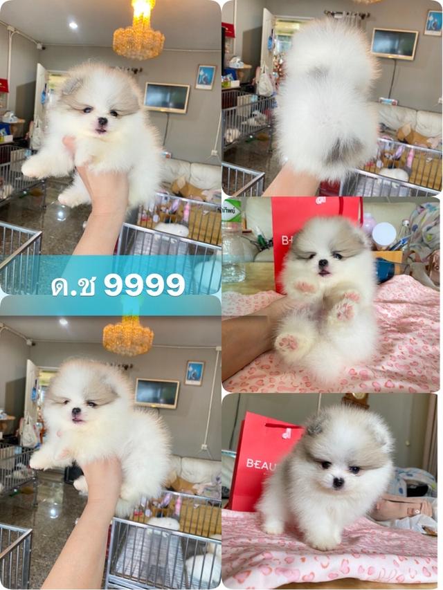 ลูกปอมปอมแท้ อายุ2เดือน มีประกันสุขภาพ 4