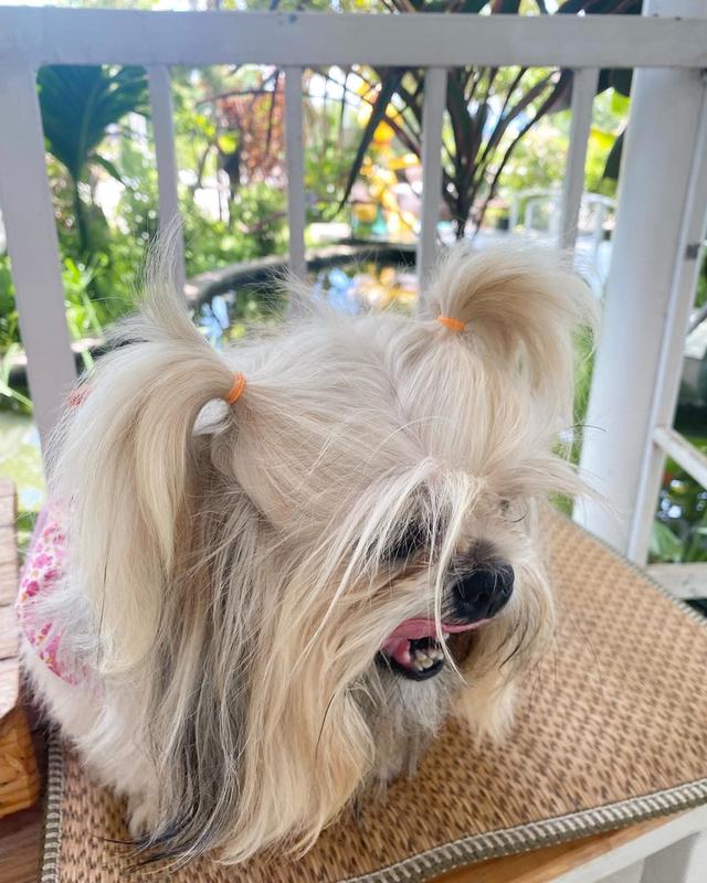 สุนัข Lhasa Apso ตัวเมีย 4