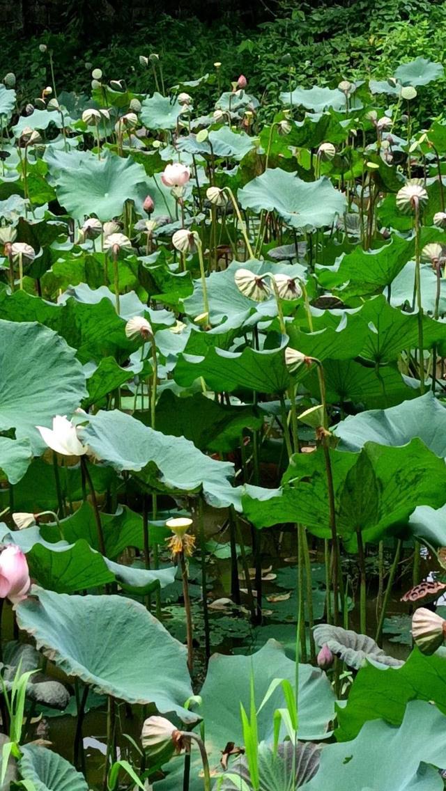 บ้านพร้อมที่ดินไร่นาสวนผสม 5