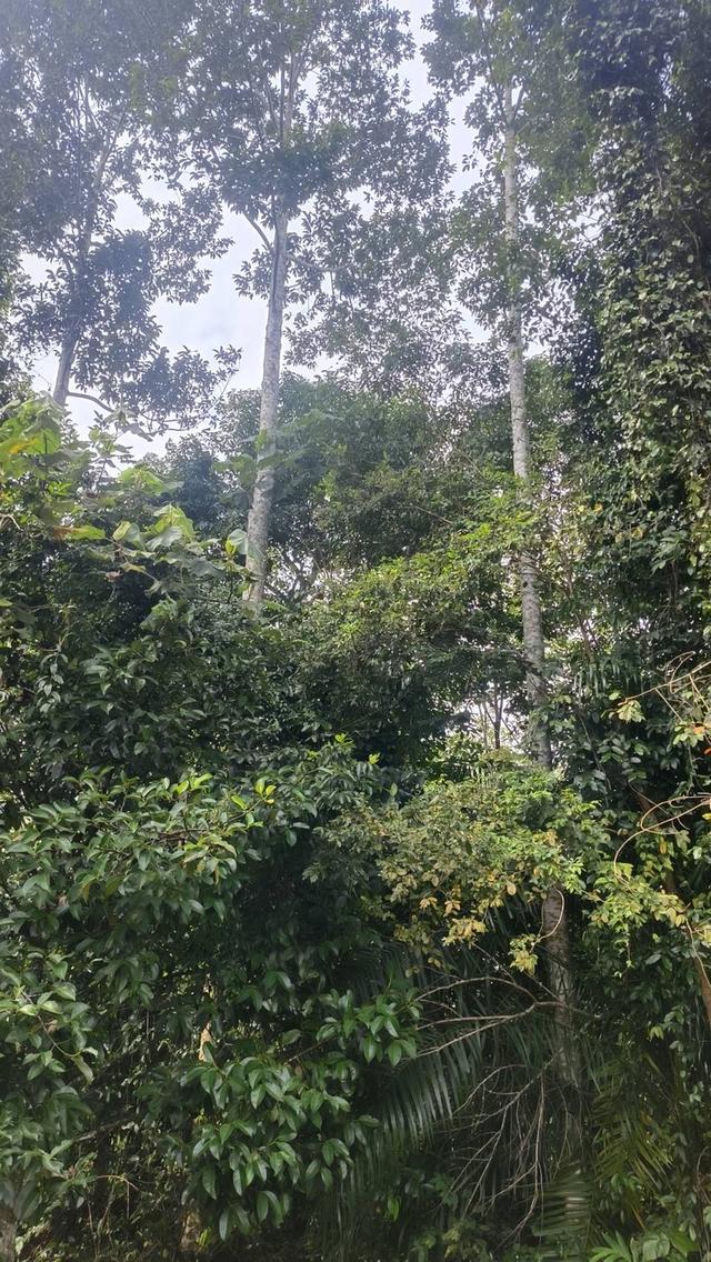 ขายด่วนที่ดิน ติดถนนดำ วิวเขา 8