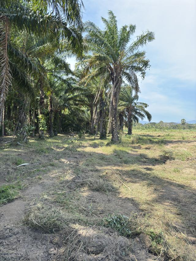 ให้เช่าที่ดินเปล่า ทำโกดังเก็บสินค้า 2