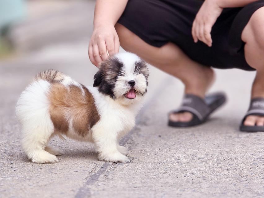 Shihtzu ชิสุหนุ่มหล่อพันธุ์แท้สวยน่ารักพร้อมย้ายบ้าน 7