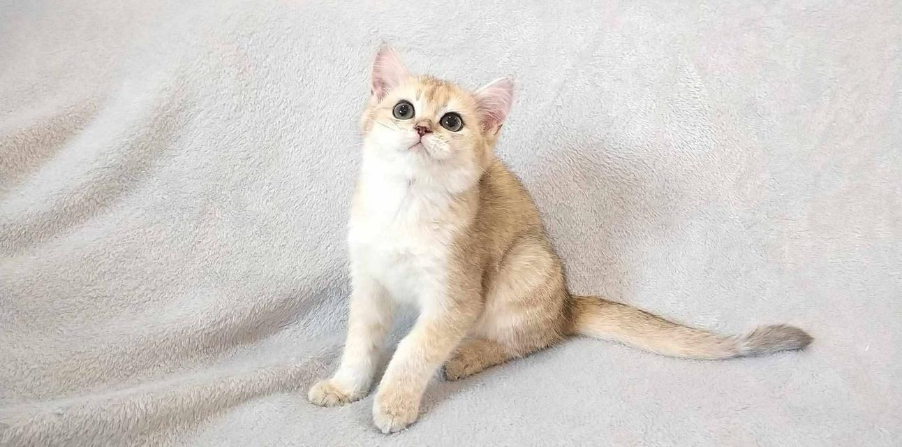 British Shorthair  14