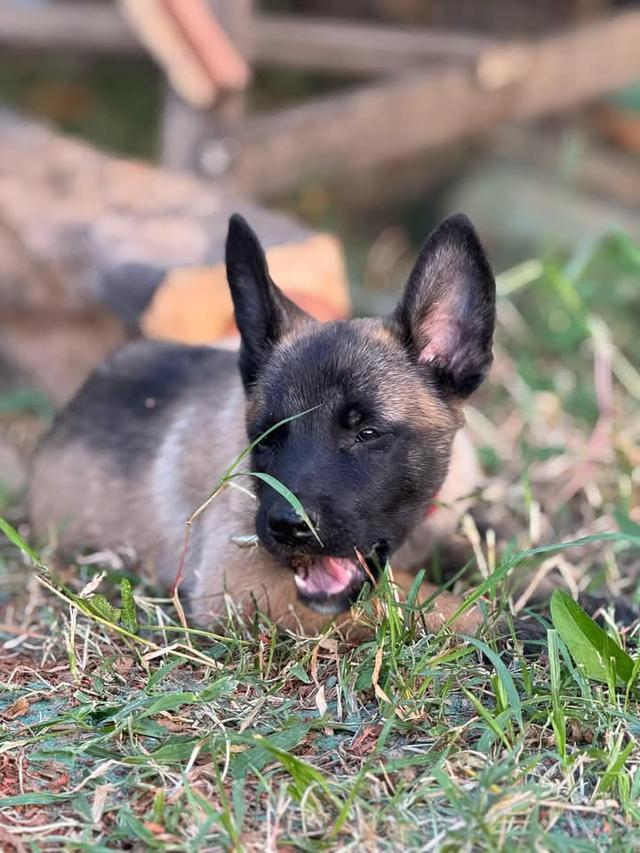 ขายลูกสุนัข Belgian Malinois วัย 60 วัน 2