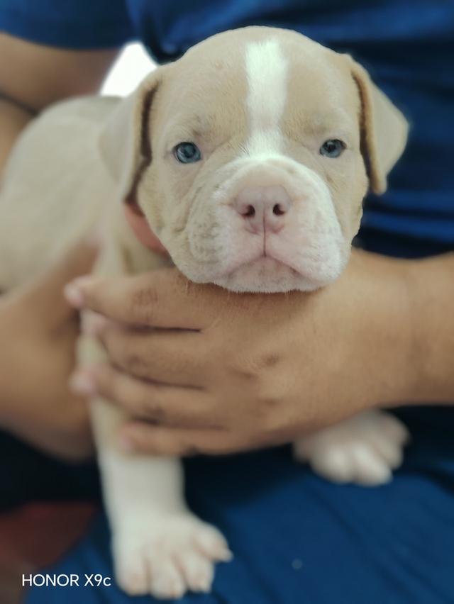 American bully 