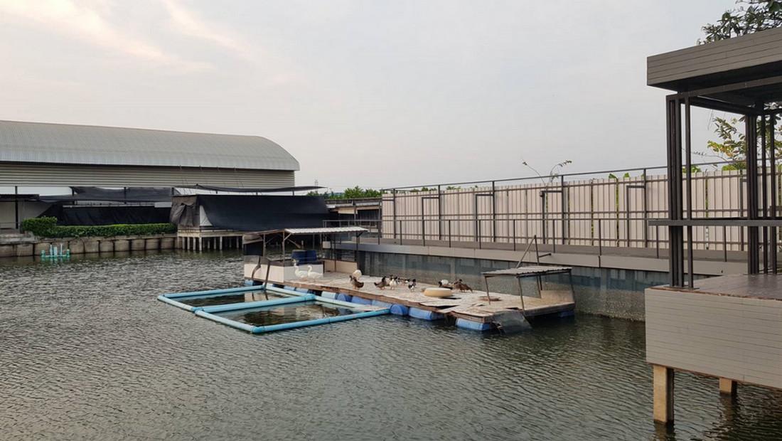 (เจ้าของ) ขาย และให้เช่า ที่ดิน 8 ไร่ พร้อมโรงงาน โกดัง และบ้านพัก บางบัวทอง นนทบุรี ใกล้รถไฟฟ้าสีม่วง สถานีคลองบางไผ่ 9
