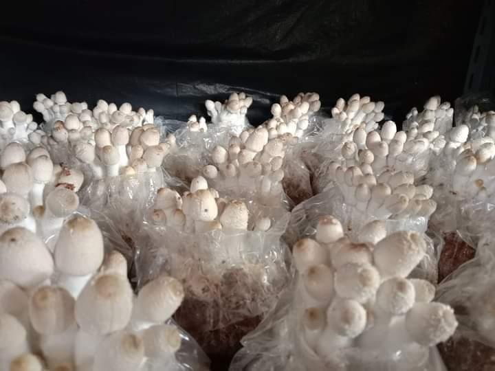 ก้อนเชื้อเห็ดโคนน้อย พร้อมคู่มือการเปิดดอก 7