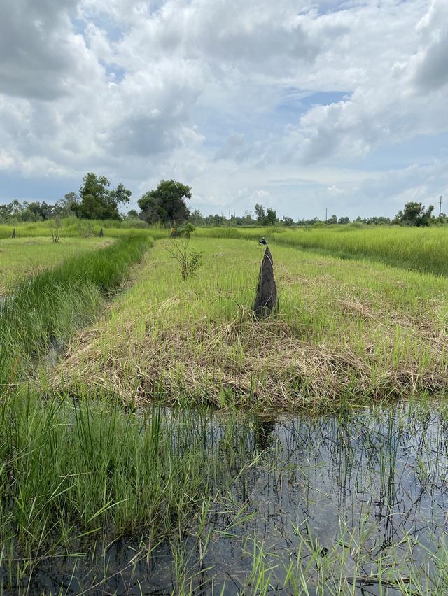 📣 ขายที่ดิน อำเภอองครักษ์ นครนายก – 2 ไร่ 20 ตร.วา หลังตลาดองครักษ์ – เข้า–ออกได้หลายทาง – ใกล้ มศว.องครักษ์ 3