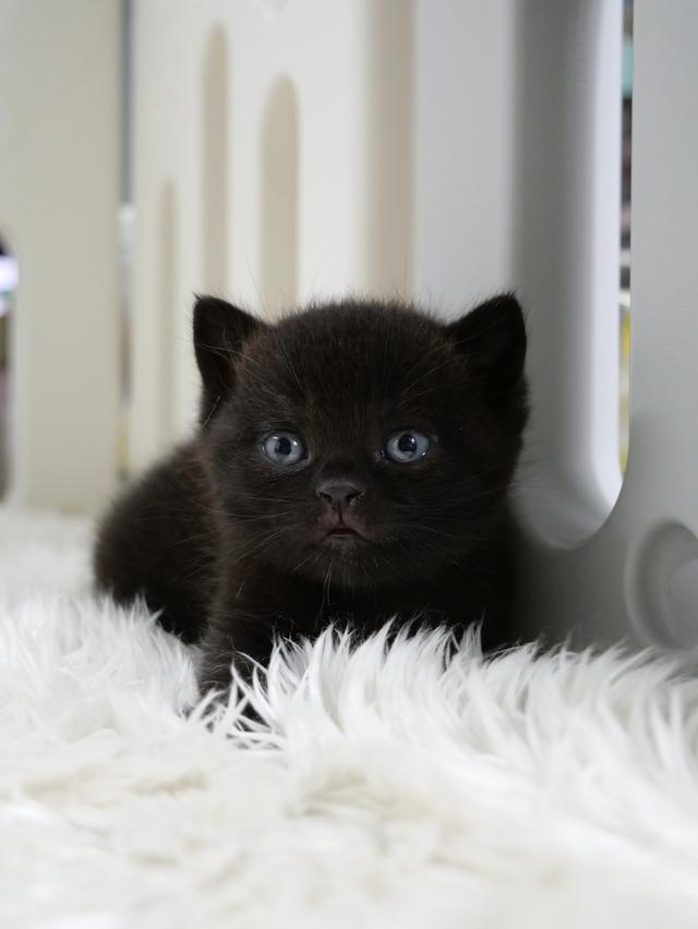 น้องแมวบริติชช๊อตแฮร์สีดำ รูปที่ 6