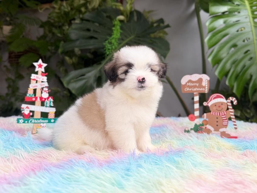 ชิสุผสมปอม เพศชาย พิกัดรามอินทรา 3