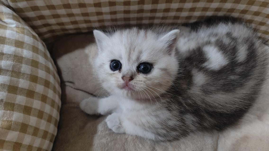 Scottish Fold (girl)