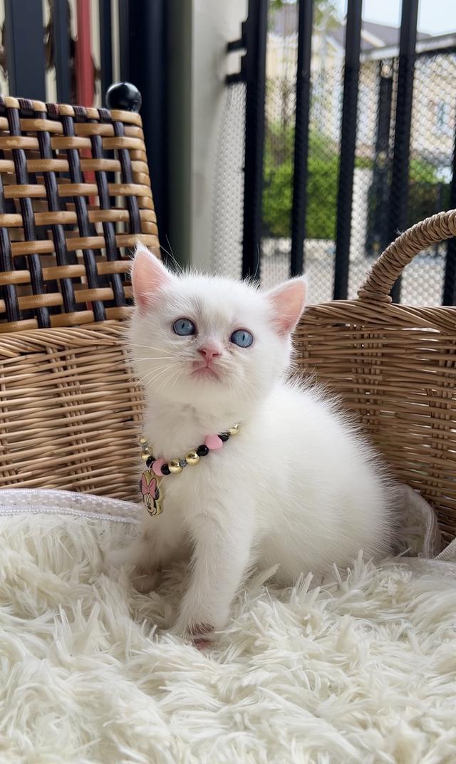 ดช.สก็อตติช ขาวละมุนตาฟ้า