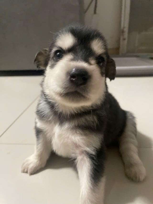 ไซบีเรียนโกลเด้น อายุ 1 เดือน