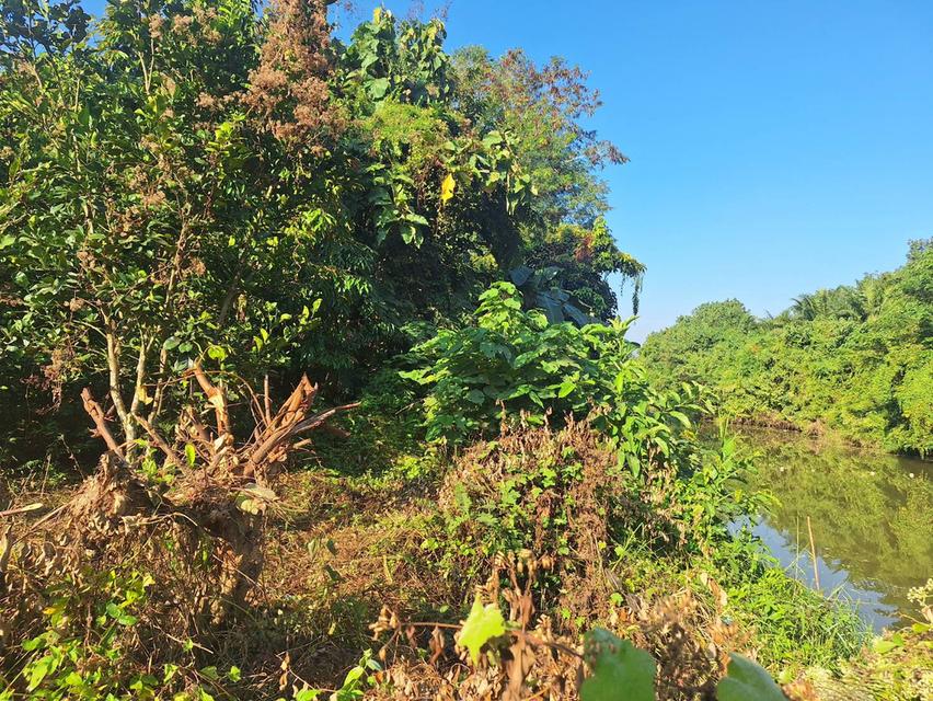 ขายด่วนที่ดินพร้อมบ้านสวนผลไม้ติดแม่น้ำ 1 ไร่ 1 งาน 92 ตารางวา ราคา 810,000 บ.(สอบถามต่อรองราคาได้เจ้าของขายเอง) 3