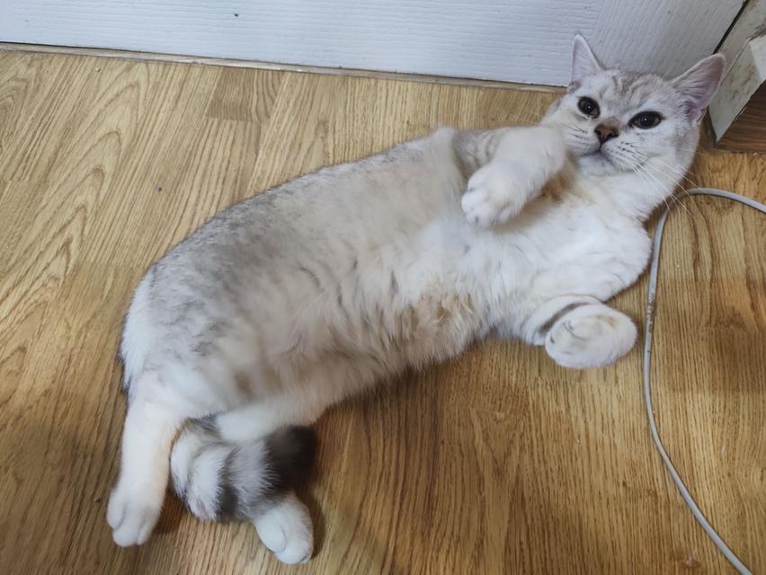 แมวสก็อตติส โฟลด์แท้ ผช