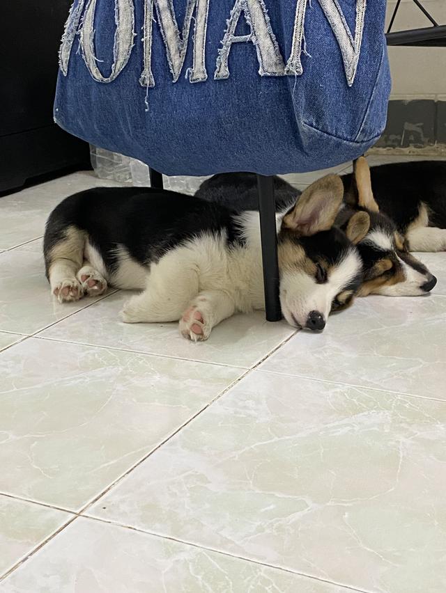 ลูกสุนัขคอร์กี้ 3 สี พร้อมย้ายบ้าน รูปที่ 1