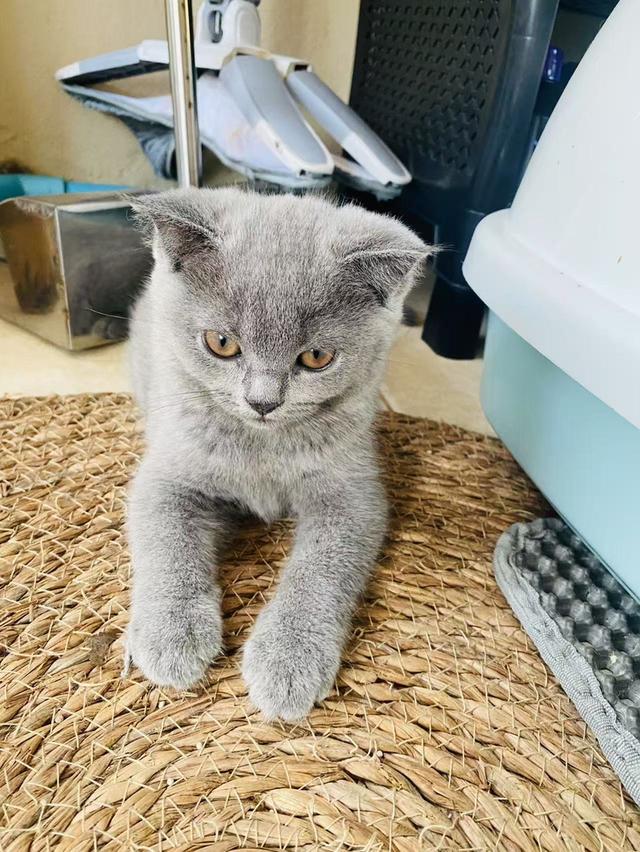 แมวสก๊อตติชโฟลด์ 3