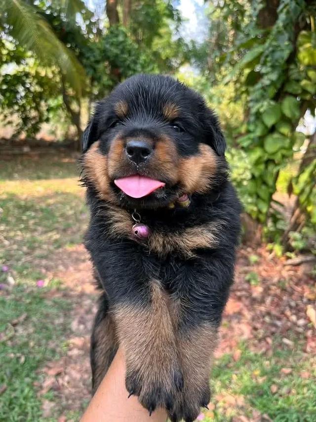 สุนัขร็อตไวเลอร์เพศผู้ 2