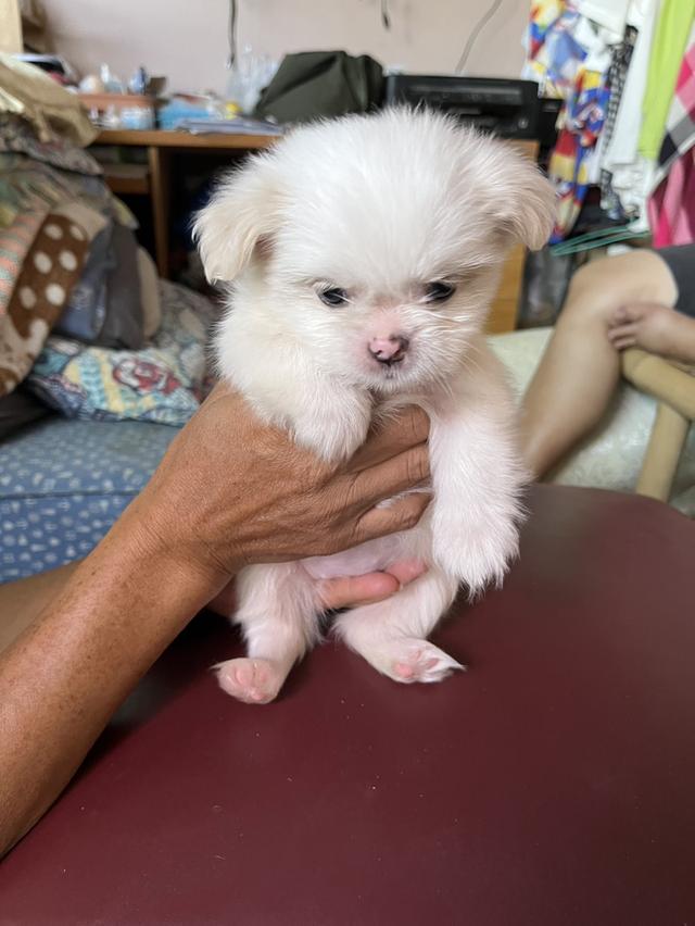 ลูกสุนัข ผสม ชิสุมอลทิส